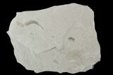 Fossil Weevil & Unidentified Larva - Green River Formation, Utah #94941-2
